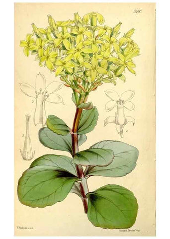 Reproducción/Reproduction 8167057766: Curtis's botanical magazine.. London ;New York [etc.] :Academic Press [etc.]