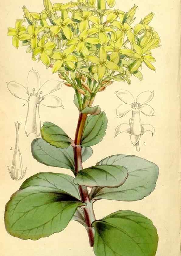 Reproducción/Reproduction 8167057766: Curtis's botanical magazine.. London ;New York [etc.] :Academic Press [etc.]