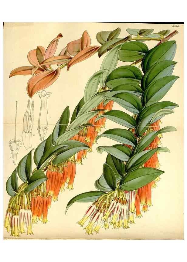 Reproducción/Reproduction 8167023021: Curtis's botanical magazine.. London ;New York [etc.] :Academic Press [etc.]
