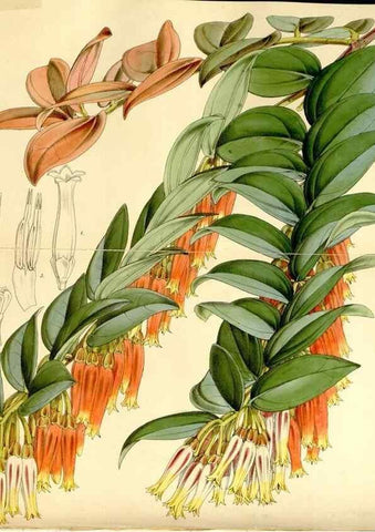 Reproducción/Reproduction 8167023021: Curtis's botanical magazine.. London ;New York [etc.] :Academic Press [etc.]