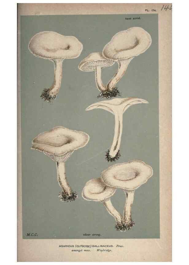 Reproducción/Reproduction 8163923055: Illustrations of British Fungi (Hymenomycetes), to serve as an atlas to the ""Handbook of British Fungi"".. LondonWilliams and Norgate1881-91