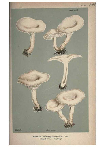 Reproducción/Reproduction 8163923055: Illustrations of British Fungi (Hymenomycetes), to serve as an atlas to the ""Handbook of British Fungi"".. LondonWilliams and Norgate1881-91