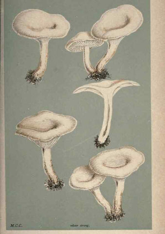 Reproducción/Reproduction 8163923055: Illustrations of British Fungi (Hymenomycetes), to serve as an atlas to the ""Handbook of British Fungi"".. LondonWilliams and Norgate1881-91