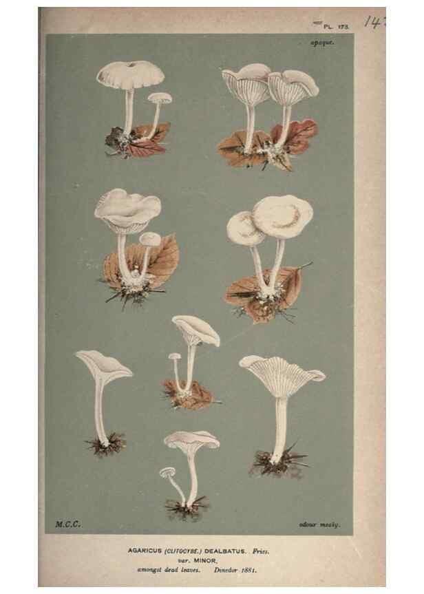 Reproducción/Reproduction 8163956760: Illustrations of British Fungi (Hymenomycetes), to serve as an atlas to the ""Handbook of British Fungi"".. LondonWilliams and Norgate1881-91