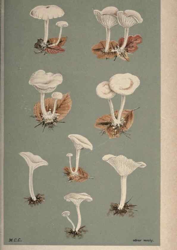 Reproducción/Reproduction 8163956760: Illustrations of British Fungi (Hymenomycetes), to serve as an atlas to the ""Handbook of British Fungi"".. LondonWilliams and Norgate1881-91