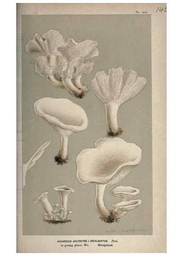 Reproducción/Reproduction 8163956308: Illustrations of British Fungi (Hymenomycetes), to serve as an atlas to the ""Handbook of British Fungi"".. LondonWilliams and Norgate1881-91