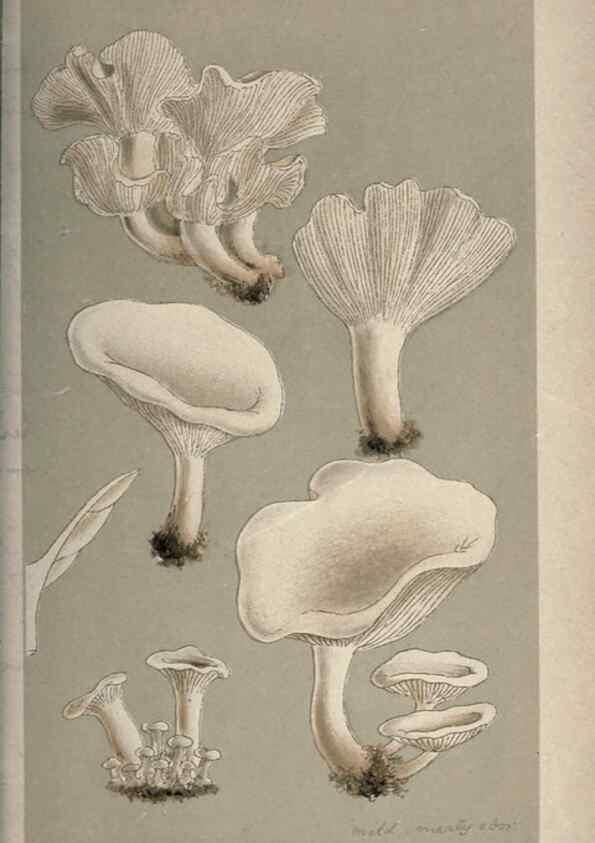 Reproducción/Reproduction 8163956308: Illustrations of British Fungi (Hymenomycetes), to serve as an atlas to the ""Handbook of British Fungi"".. LondonWilliams and Norgate1881-91