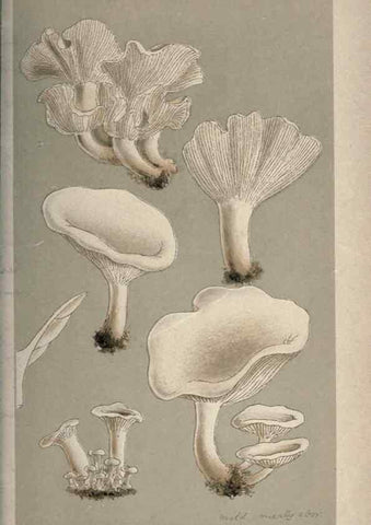 Reproducción/Reproduction 8163956308: Illustrations of British Fungi (Hymenomycetes), to serve as an atlas to the ""Handbook of British Fungi"".. LondonWilliams and Norgate1881-91