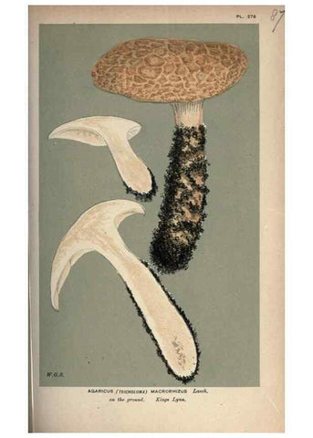 Reproducción/Reproduction 8163896461: Illustrations of British Fungi (Hymenomycetes), to serve as an atlas to the ""Handbook of British Fungi"".. LondonWilliams and Norgate1881-91