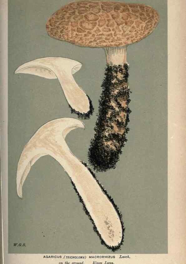 Reproducción/Reproduction 8163896461: Illustrations of British Fungi (Hymenomycetes), to serve as an atlas to the ""Handbook of British Fungi"".. LondonWilliams and Norgate1881-91
