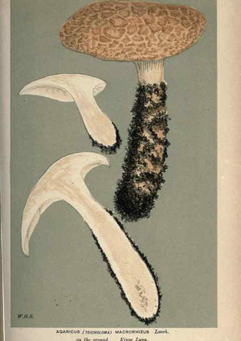 Reproducción/Reproduction 8163896461: Illustrations of British Fungi (Hymenomycetes), to serve as an atlas to the ""Handbook of British Fungi"".. LondonWilliams and Norgate1881-91