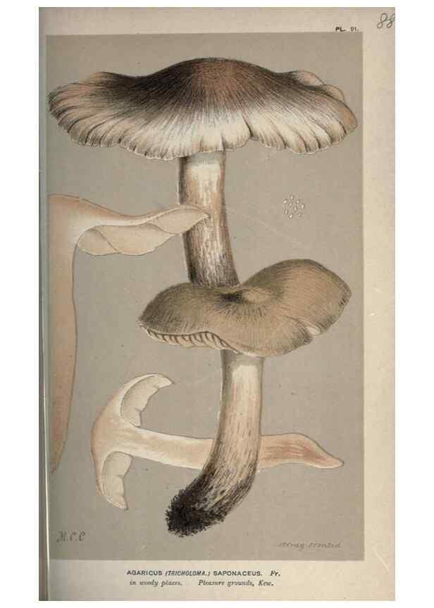 Reproducción/Reproduction 8163896893: Illustrations of British Fungi (Hymenomycetes), to serve as an atlas to the ""Handbook of British Fungi"".. LondonWilliams and Norgate1881-91
