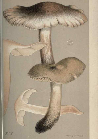 Reproducción/Reproduction 8163896893: Illustrations of British Fungi (Hymenomycetes), to serve as an atlas to the ""Handbook of British Fungi"".. LondonWilliams and Norgate1881-91