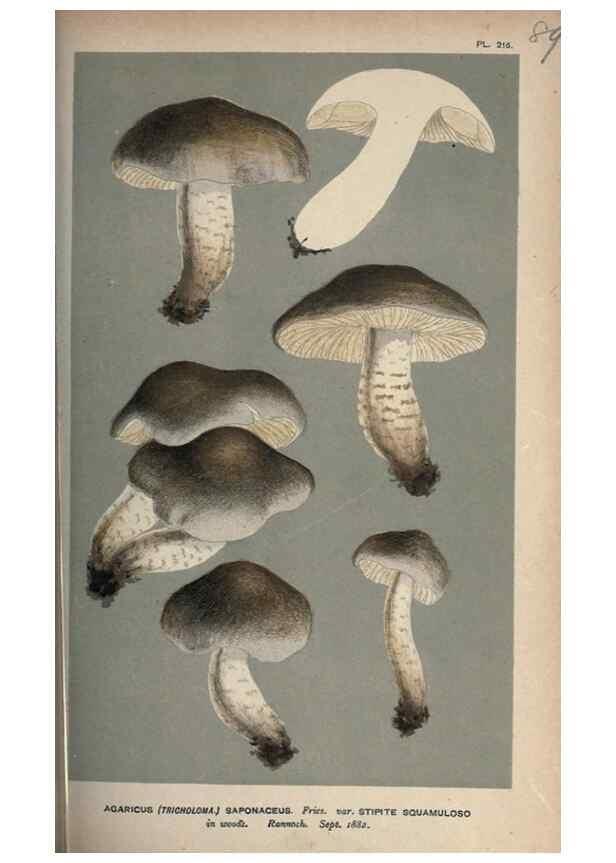 Reproducción/Reproduction 8163931146: Illustrations of British Fungi (Hymenomycetes), to serve as an atlas to the ""Handbook of British Fungi"".. LondonWilliams and Norgate1881-91