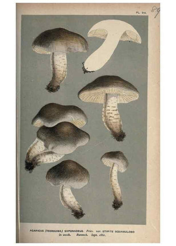 Reproducción/Reproduction 8163931146: Illustrations of British Fungi (Hymenomycetes), to serve as an atlas to the ""Handbook of British Fungi"".. LondonWilliams and Norgate1881-91