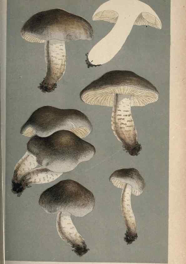 Reproducción/Reproduction 8163931146: Illustrations of British Fungi (Hymenomycetes), to serve as an atlas to the ""Handbook of British Fungi"".. LondonWilliams and Norgate1881-91