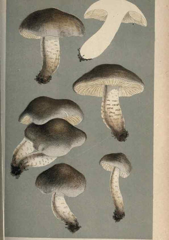 Reproducción/Reproduction 8163931146: Illustrations of British Fungi (Hymenomycetes), to serve as an atlas to the ""Handbook of British Fungi"".. LondonWilliams and Norgate1881-91