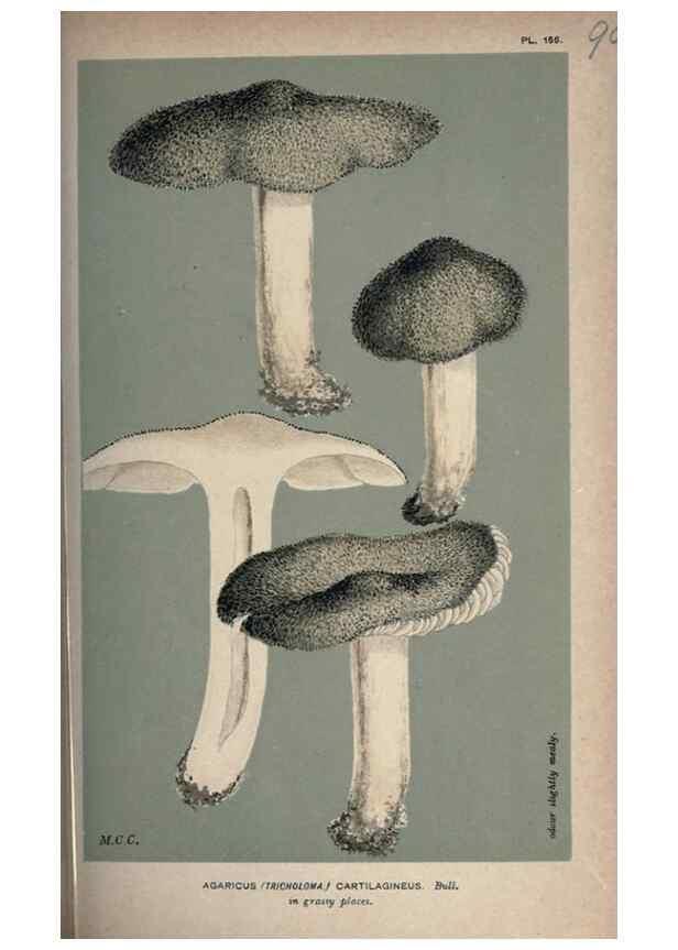 Reproducción/Reproduction 8163931574: Illustrations of British Fungi (Hymenomycetes), to serve as an atlas to the ""Handbook of British Fungi"".. LondonWilliams and Norgate1881-91