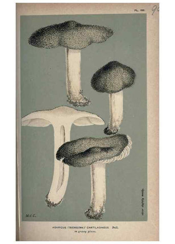 Reproducción/Reproduction 8163931574: Illustrations of British Fungi (Hymenomycetes), to serve as an atlas to the ""Handbook of British Fungi"".. LondonWilliams and Norgate1881-91