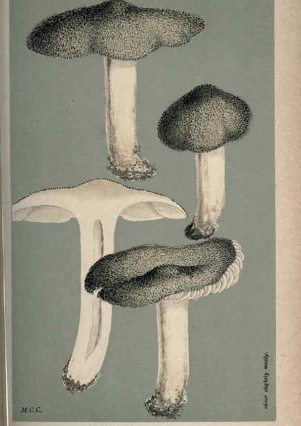 Reproducción/Reproduction 8163931574: Illustrations of British Fungi (Hymenomycetes), to serve as an atlas to the ""Handbook of British Fungi"".. LondonWilliams and Norgate1881-91