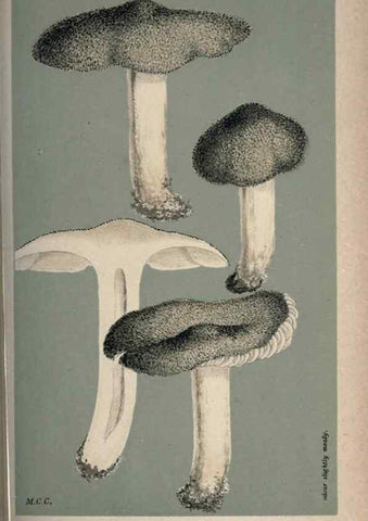 Reproducción/Reproduction 8163931574: Illustrations of British Fungi (Hymenomycetes), to serve as an atlas to the ""Handbook of British Fungi"".. LondonWilliams and Norgate1881-91