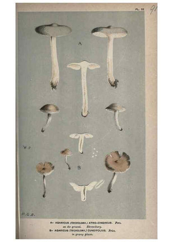 Reproducción/Reproduction 8163932004: Illustrations of British Fungi (Hymenomycetes), to serve as an atlas to the ""Handbook of British Fungi"".. LondonWilliams and Norgate1881-91