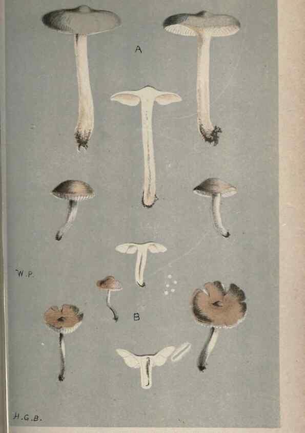 Reproducción/Reproduction 8163932004: Illustrations of British Fungi (Hymenomycetes), to serve as an atlas to the ""Handbook of British Fungi"".. LondonWilliams and Norgate1881-91