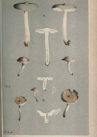 Reproducción/Reproduction 8163932004: Illustrations of British Fungi (Hymenomycetes), to serve as an atlas to the ""Handbook of British Fungi"".. LondonWilliams and Norgate1881-91