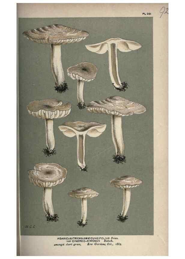 Reproducción/Reproduction 8163898727: Illustrations of British Fungi (Hymenomycetes), to serve as an atlas to the ""Handbook of British Fungi"".. LondonWilliams and Norgate1881-91