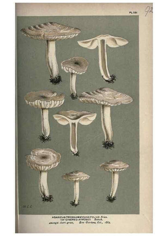 Reproducción/Reproduction 8163898727: Illustrations of British Fungi (Hymenomycetes), to serve as an atlas to the ""Handbook of British Fungi"".. LondonWilliams and Norgate1881-91