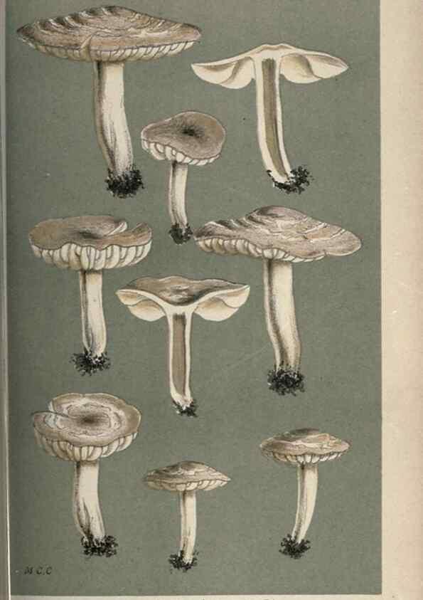 Reproducción/Reproduction 8163898727: Illustrations of British Fungi (Hymenomycetes), to serve as an atlas to the ""Handbook of British Fungi"".. LondonWilliams and Norgate1881-91