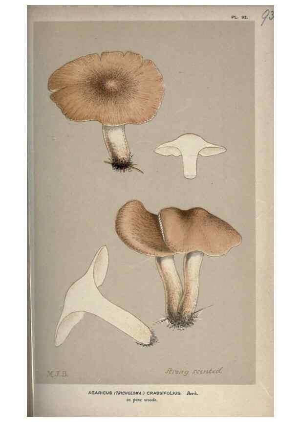Reproducción/Reproduction 8163899149: Illustrations of British Fungi (Hymenomycetes), to serve as an atlas to the ""Handbook of British Fungi"".. LondonWilliams and Norgate1881-91