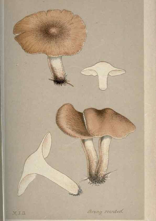 Reproducción/Reproduction 8163899149: Illustrations of British Fungi (Hymenomycetes), to serve as an atlas to the ""Handbook of British Fungi"".. LondonWilliams and Norgate1881-91