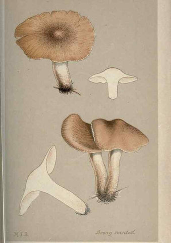 Reproducción/Reproduction 8163899149: Illustrations of British Fungi (Hymenomycetes), to serve as an atlas to the ""Handbook of British Fungi"".. LondonWilliams and Norgate1881-91