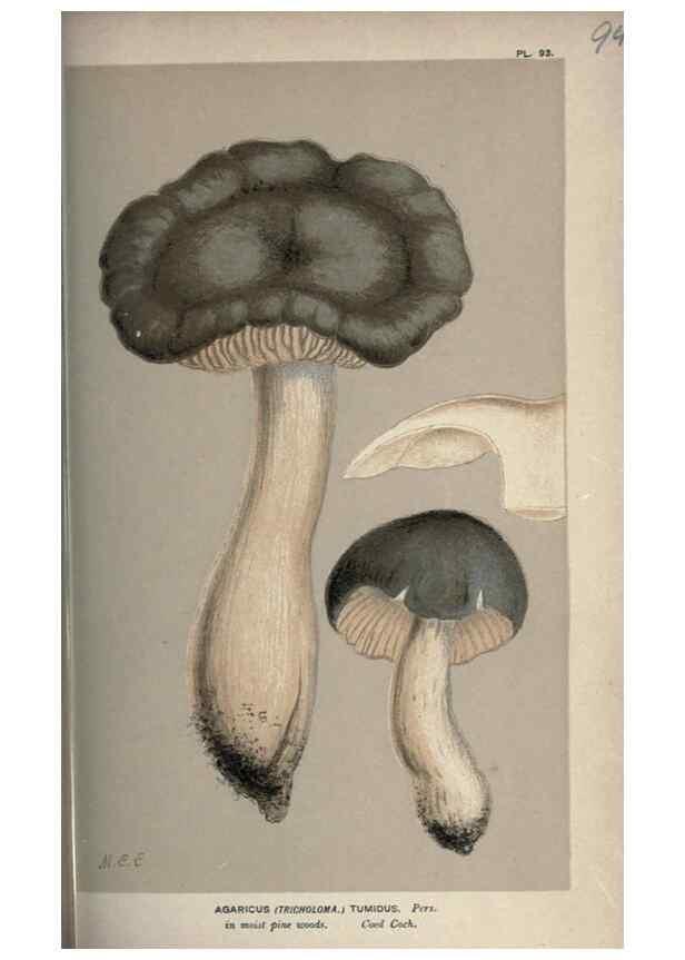 Reproducción/Reproduction 8163933368: Illustrations of British Fungi (Hymenomycetes), to serve as an atlas to the ""Handbook of British Fungi"".. LondonWilliams and Norgate1881-91