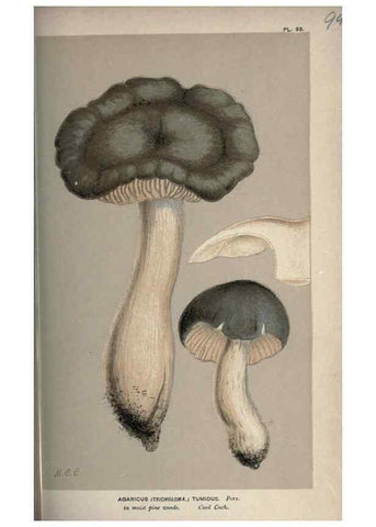 Reproducción/Reproduction 8163933368: Illustrations of British Fungi (Hymenomycetes), to serve as an atlas to the ""Handbook of British Fungi"".. LondonWilliams and Norgate1881-91