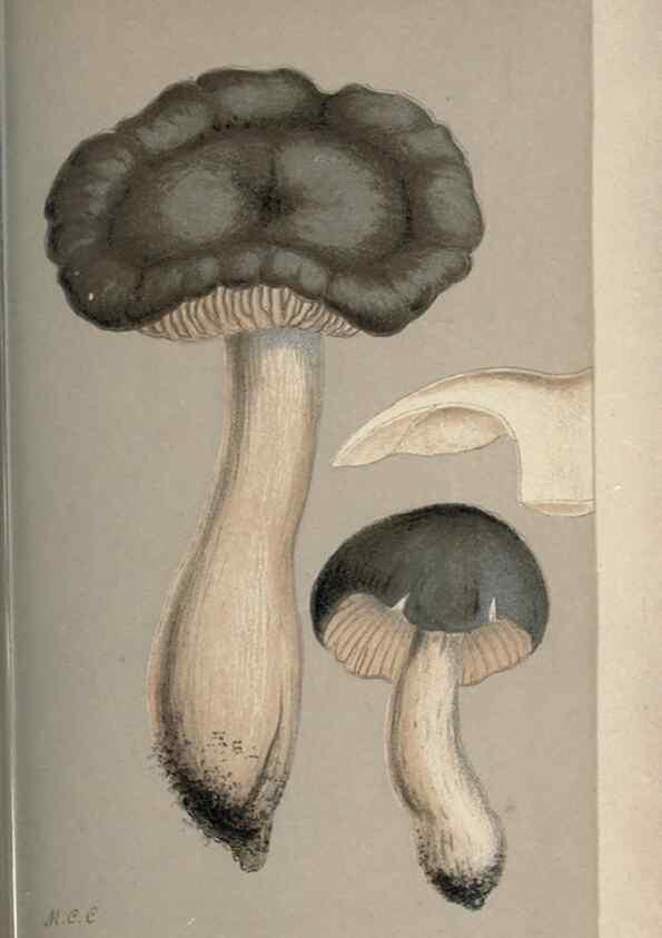 Reproducción/Reproduction 8163933368: Illustrations of British Fungi (Hymenomycetes), to serve as an atlas to the ""Handbook of British Fungi"".. LondonWilliams and Norgate1881-91