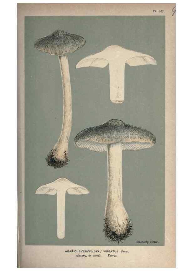 Reproducción/Reproduction 8163900103: Illustrations of British Fungi (Hymenomycetes), to serve as an atlas to the ""Handbook of British Fungi"".. LondonWilliams and Norgate1881-91