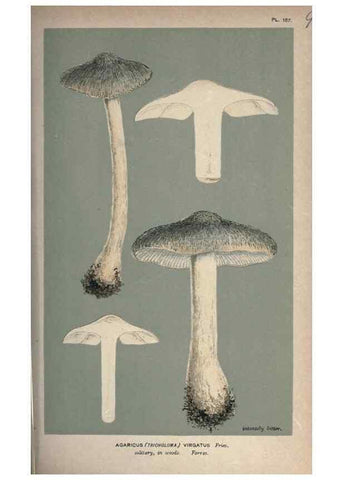 Reproducción/Reproduction 8163900103: Illustrations of British Fungi (Hymenomycetes), to serve as an atlas to the ""Handbook of British Fungi"".. LondonWilliams and Norgate1881-91