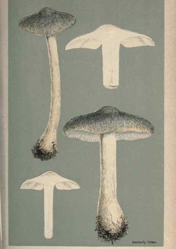 Reproducción/Reproduction 8163900103: Illustrations of British Fungi (Hymenomycetes), to serve as an atlas to the ""Handbook of British Fungi"".. LondonWilliams and Norgate1881-91