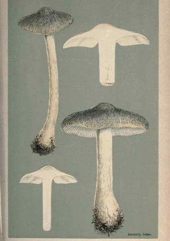 Reproducción/Reproduction 8163900103: Illustrations of British Fungi (Hymenomycetes), to serve as an atlas to the ""Handbook of British Fungi"".. LondonWilliams and Norgate1881-91