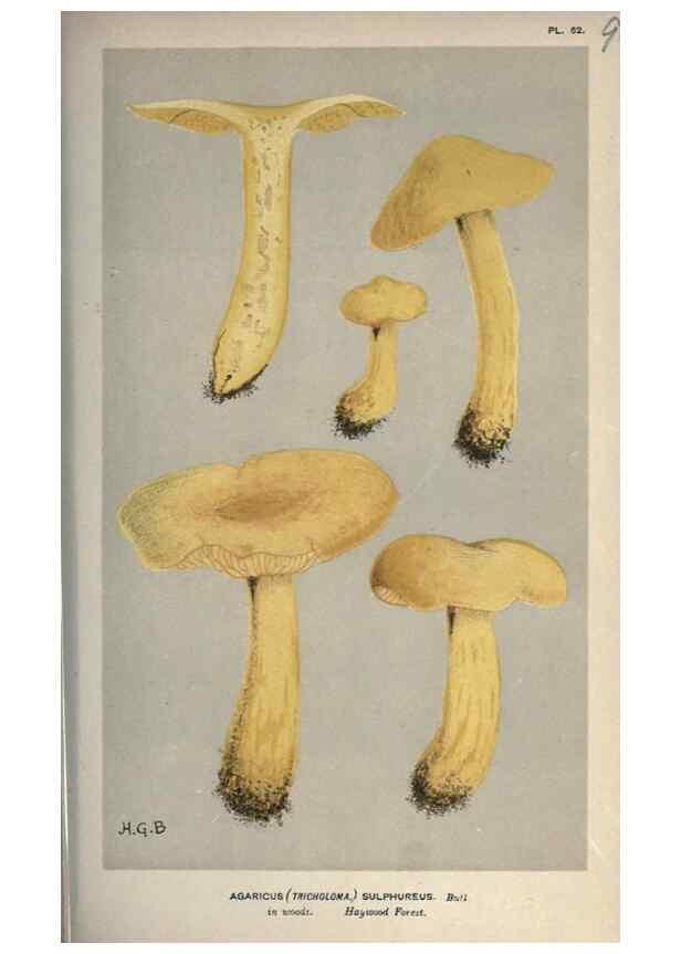 Reproducción/Reproduction 8163900495: Illustrations of British Fungi (Hymenomycetes), to serve as an atlas to the ""Handbook of British Fungi"".. LondonWilliams and Norgate1881-91