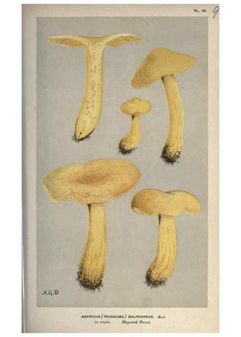 Reproducción/Reproduction 8163900495: Illustrations of British Fungi (Hymenomycetes), to serve as an atlas to the ""Handbook of British Fungi"".. LondonWilliams and Norgate1881-91