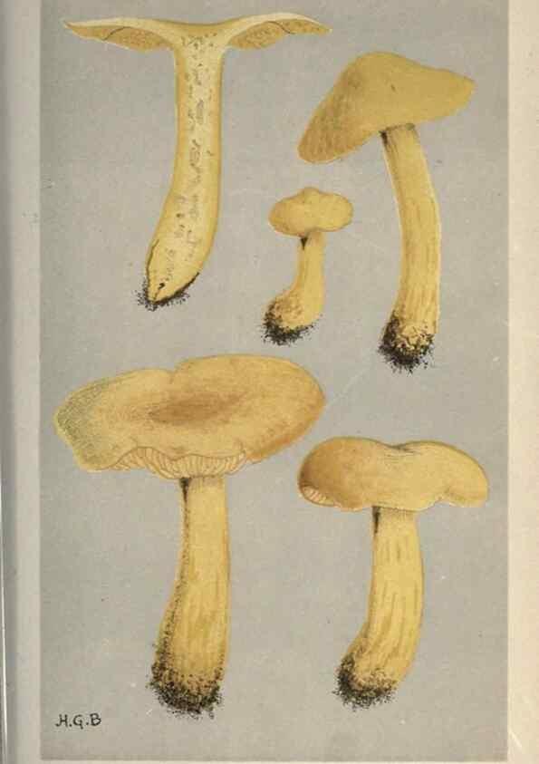 Reproducción/Reproduction 8163900495: Illustrations of British Fungi (Hymenomycetes), to serve as an atlas to the ""Handbook of British Fungi"".. LondonWilliams and Norgate1881-91