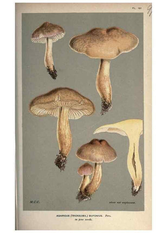 Reproducción/Reproduction 8163934852: Illustrations of British Fungi (Hymenomycetes), to serve as an atlas to the ""Handbook of British Fungi"".. LondonWilliams and Norgate1881-91