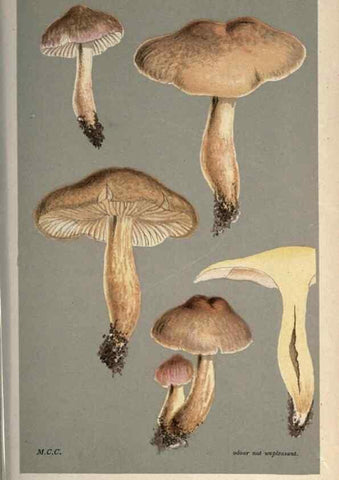 Reproducción/Reproduction 8163934852: Illustrations of British Fungi (Hymenomycetes), to serve as an atlas to the ""Handbook of British Fungi"".. LondonWilliams and Norgate1881-91