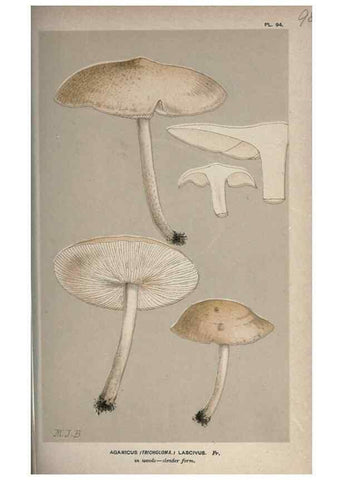 Reproducción/Reproduction 8163935348: Illustrations of British Fungi (Hymenomycetes), to serve as an atlas to the ""Handbook of British Fungi"".. LondonWilliams and Norgate1881-91