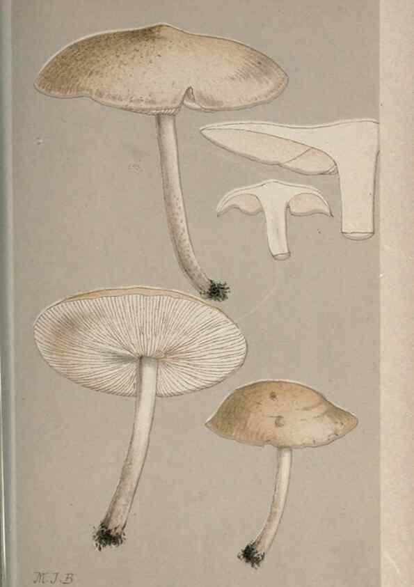 Reproducción/Reproduction 8163935348: Illustrations of British Fungi (Hymenomycetes), to serve as an atlas to the ""Handbook of British Fungi"".. LondonWilliams and Norgate1881-91