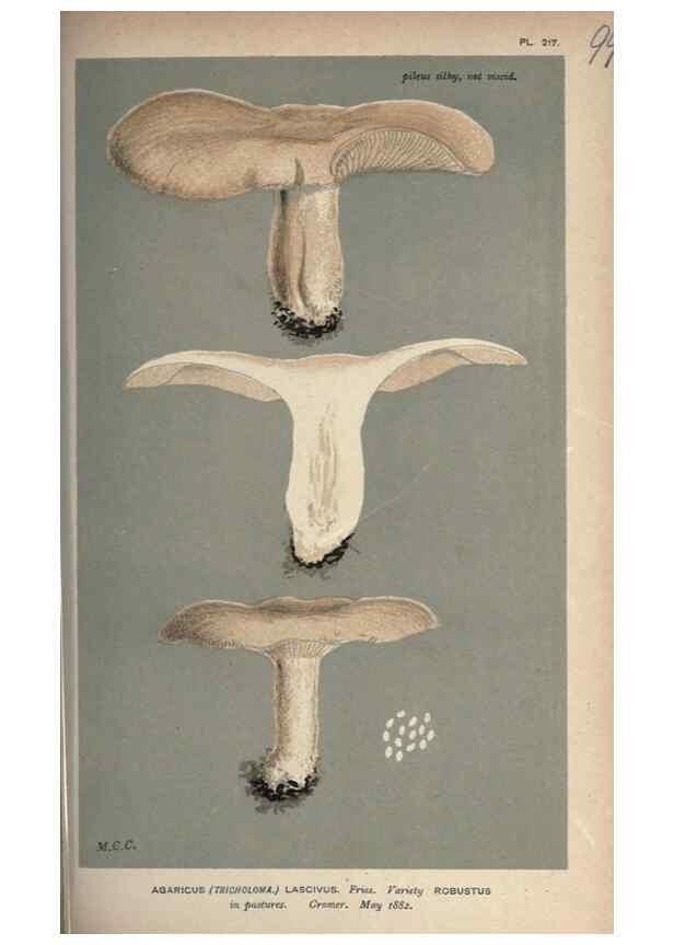 Reproducción/Reproduction 8163901837: Illustrations of British Fungi (Hymenomycetes), to serve as an atlas to the ""Handbook of British Fungi"".. LondonWilliams and Norgate1881-91