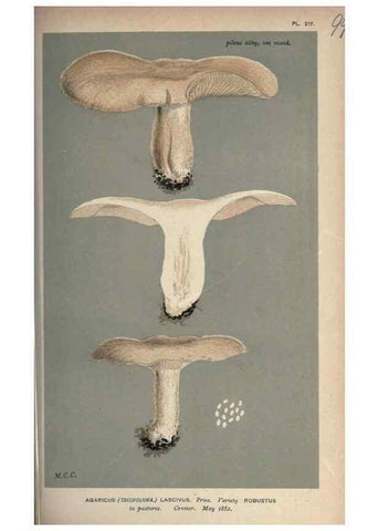 Reproducción/Reproduction 8163901837: Illustrations of British Fungi (Hymenomycetes), to serve as an atlas to the ""Handbook of British Fungi"".. LondonWilliams and Norgate1881-91